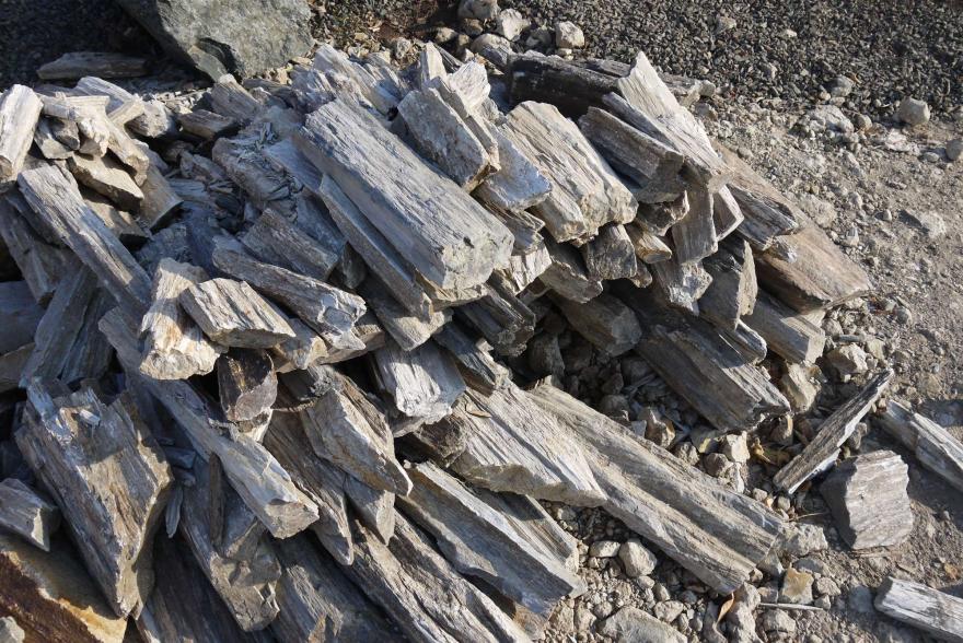 Ландшафтный камень - Окаменелое дерево - 6