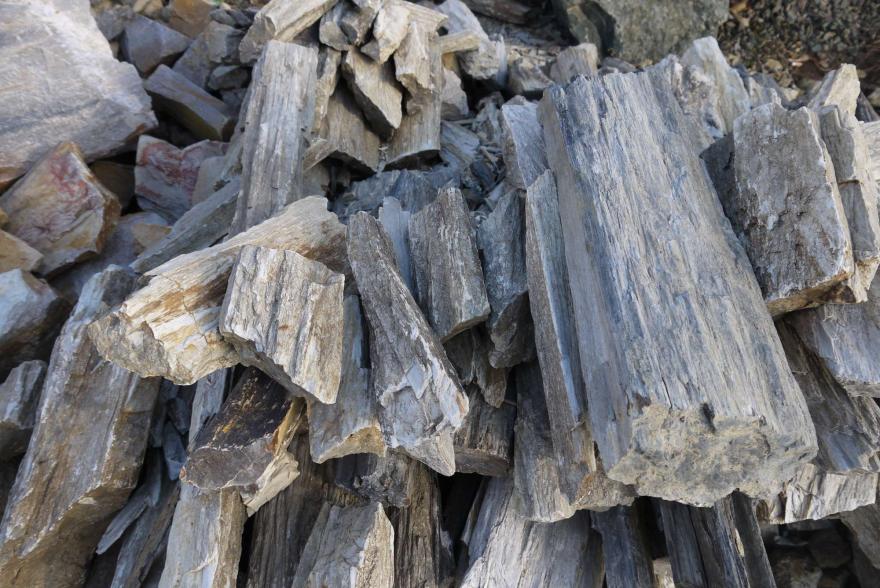 Ландшафтный камень - Окаменелое дерево - 7