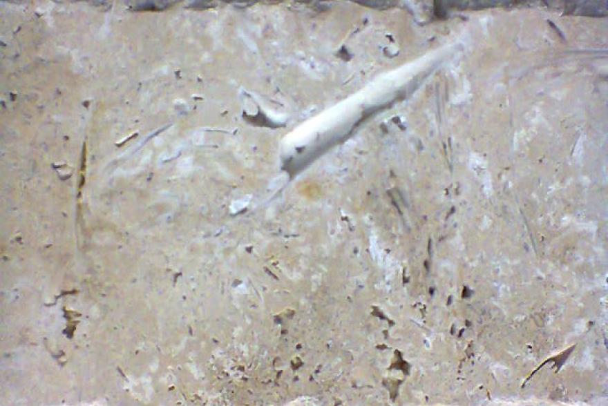 Мозаика каменная - Травертин Орех шлифованный